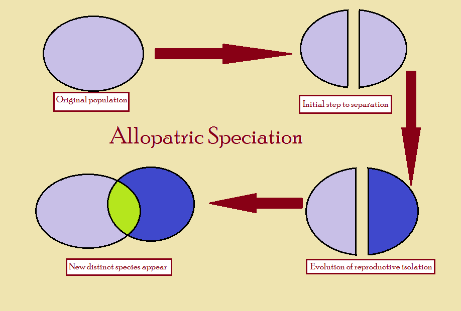 Allopatric Speciation/Geographic speciation/Vicariant speciation