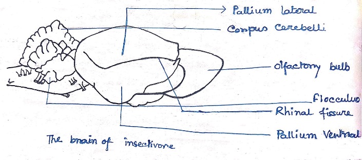 Brain-of-Insectivore