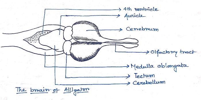 Brain-of-Alligator