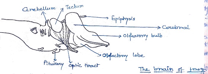 Brain-of-Frog