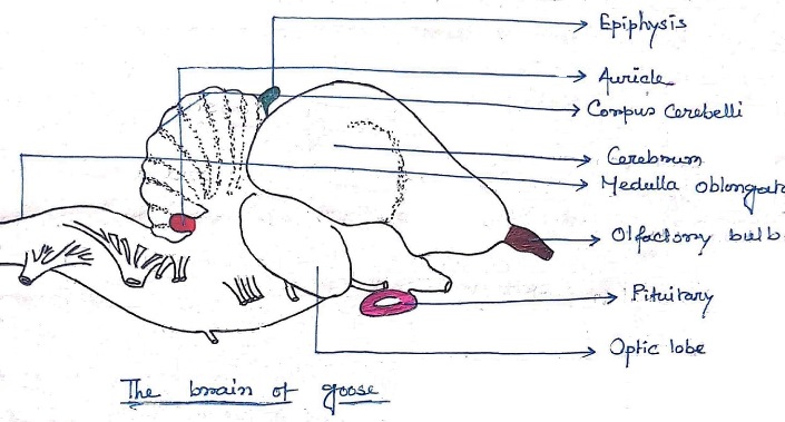 Brain-of-Goose